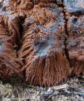 Attēlu rezultāti vaicājumam “Symphytocarpus flaccidus”