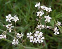 Attēlu rezultāti vaicājumam “Gypsophila fastigiata bud”