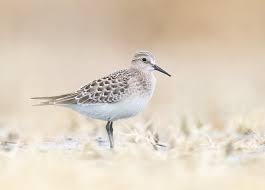 Image result for Calidris bairdii