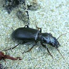 Attēlu rezultāti vaicājumam “Broscus cephalotes”