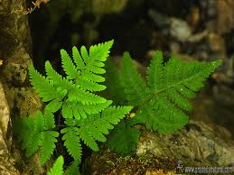 Attēlu rezultāti vaicājumam “Gymnocarpium robertianum”