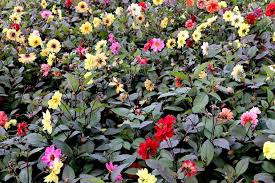 Image result for Dahlia `Red Skin`