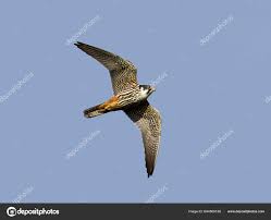 Attēlu rezultāti vaicājumam “Falco subbuteo”