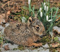 Attēlu rezultāti vaicājumam “Lepus europaeus”