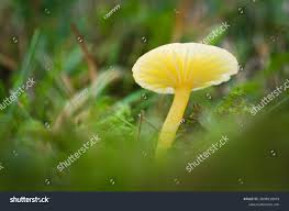 Attēlu rezultāti vaicājumam “Hygrocybe sp.”
