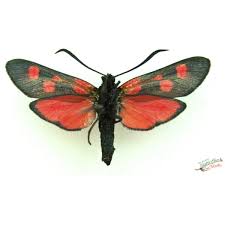 Attēlu rezultāti vaicājumam “Zygaena filipendulae”