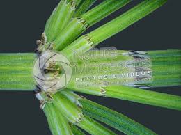 Attēlu rezultāti vaicājumam “Equisetum palustre”