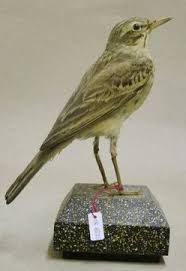 Image result for Anthus campestris