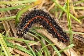 Attēlu rezultāti vaicājumam “Spiris striata”