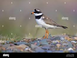 Attēlu rezultāti vaicājumam “Charadrius hiaticula adult”