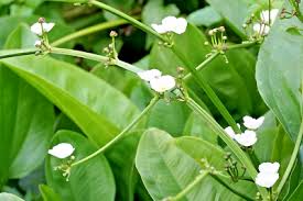 Attēlu rezultāti vaicājumam “Alisma plantago-aquatica flower”