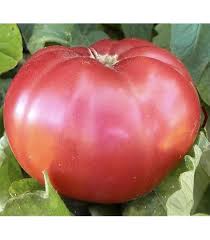 Afbeeldingsresultaat voor stump of the world tomato