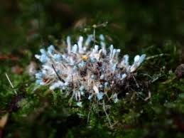 Attēlu rezultāti vaicājumam “Penicillium vulpinum”