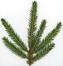 Attēlu rezultāti vaicājumam “Picea abies leaf”
