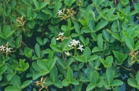 Attēlu rezultāti vaicājumam “Menyanthes trifoliata”