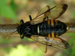 Attēlu rezultāti vaicājumam “Cimbex femoratus”