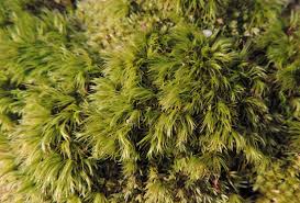 Attēlu rezultāti vaicājumam “Dicranum scoparium”