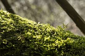 Attēlu rezultāti vaicājumam “Brachythecium salebrosum sporophyte”