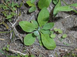 Attēlu rezultāti vaicājumam “Berteroa incana leaf”
