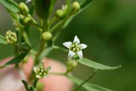 Attēlu rezultāti vaicājumam “Thesium ebracteatum leaf”