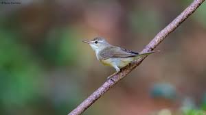 Attēlu rezultāti vaicājumam “Acrocephalus dumetorum”