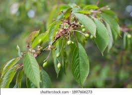 Attēlu rezultāti vaicājumam “Padus avium leaf”