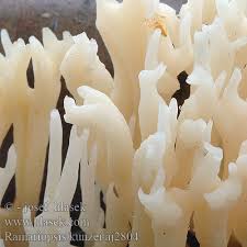 Attēlu rezultāti vaicājumam “Ramariopsis kunzei”