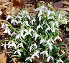 Attēlu rezultāti vaicājumam “Galanthus nivalis leaf”