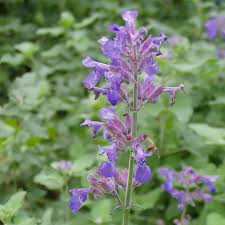 Image result for Katzenminze