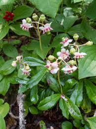 Attēlu rezultāti vaicājumam “Chimaphila umbellata”