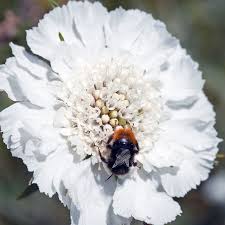 Image result for scabiosa caucasica