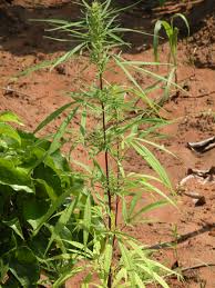 Attēlu rezultāti vaicājumam “Cannabis sativa”