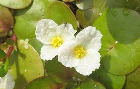 Attēlu rezultāti vaicājumam “Hydrocharis morsus-ranae flower”