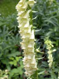 Image result for Digitalis lutea