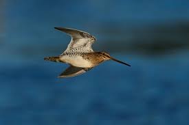 Attēlu rezultāti vaicājumam “Gallinago gallinago”