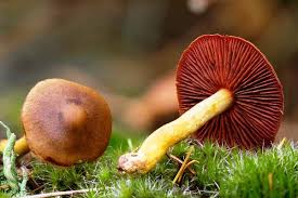 Attēlu rezultāti vaicājumam “Cortinarius sanguineus”