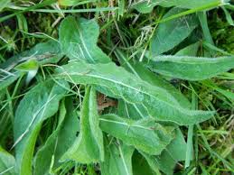 Attēlu rezultāti vaicājumam “Succisa pratensis bud”