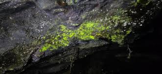 Attēlu rezultāti vaicājumam “Schistostega pennata”