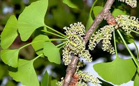 Attēlu rezultāti vaicājumam “Ginkgo biloba female flower”