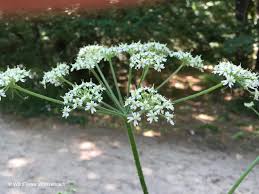 Image result for Heracleum sphondylium