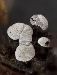 Attēlu rezultāti vaicājumam “Diderma chondrioderma”