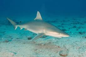 Image result for Nasolamia velox