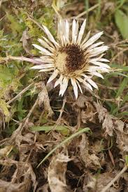 Image result for Silberdistel