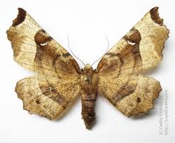 Attēlu rezultāti vaicājumam “Selenia tetralunaria”