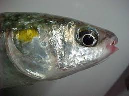 Image result for Liza aurata