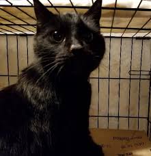 Image result for cat found