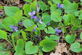 Attēlu rezultāti vaicājumam “Viola collina”