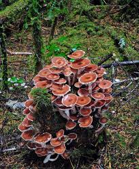 Attēlu rezultāti vaicājumam “Podostroma leucopus”