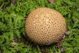 Attēlu rezultāti vaicājumam “Scleroderma citrinum”