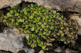 Attēlu rezultāti vaicājumam “Reboulia hemisphaerica”